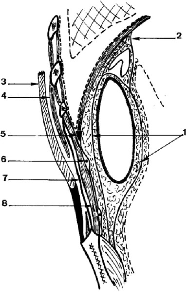 Figure 8 : Schéma en coupe sagittale des rapport postérieurs de la  surrénale [3]. 