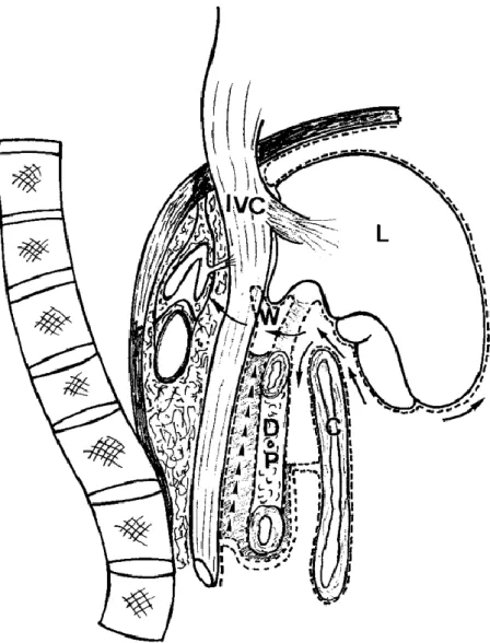 Figure 10 : Schéma en coupe sagittale des rapports antérieurs de la surrénale  droite [3].