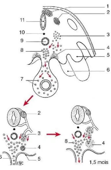 Figure 1 : Origine embryologique de la surrénale [3]. 