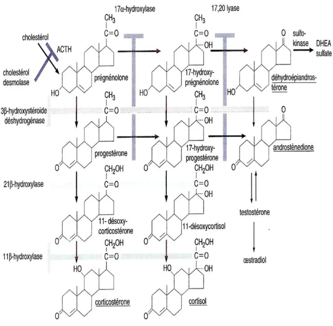 Figure 7 – Biosynthèse des hormones corticosurrénales(5) 