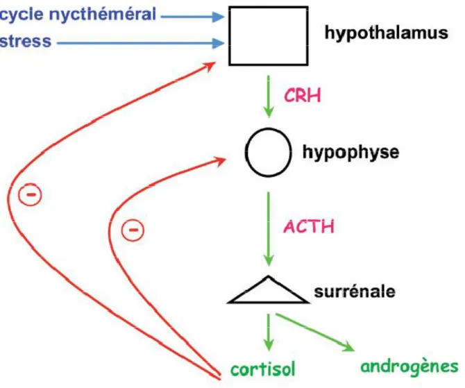 Figure 8 – Axe hypothalamo-hypophysocorticosurrénalien [5]. 