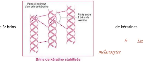 Figure 3: brins  de kératines 