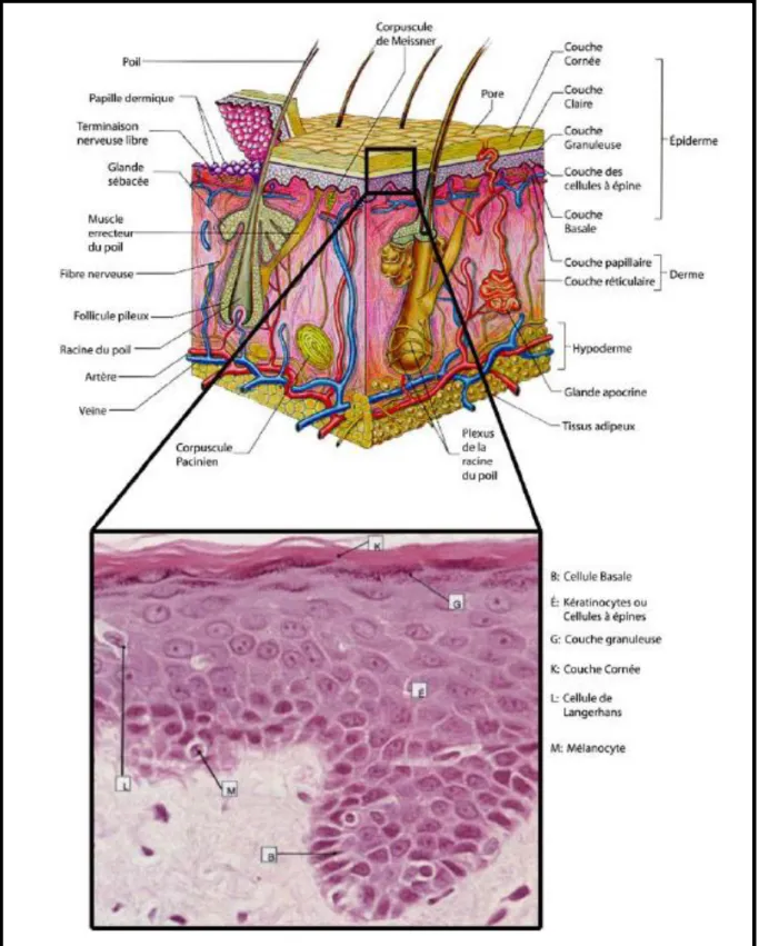 Figure  1  :  Représentation  schématique  des  différentes  couches  qui  constituent   la peau [ 6 ] 