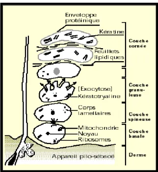Figure 2  : La différentiation progressive des kératinocytes [ 10 ] 