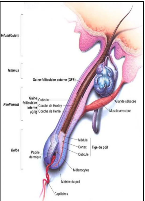 Figure 7 :  structure du  poil  [16]