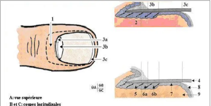 Figure 8 :  Structure de l’ongle [ 17 ]