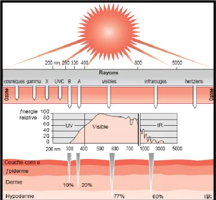 Figure 11 :  Transmission de la lumière du soleil à la peau [ 23 ]