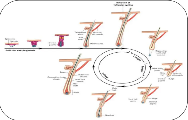 Figure 7 : Phases du cycle pilaire. [68] 