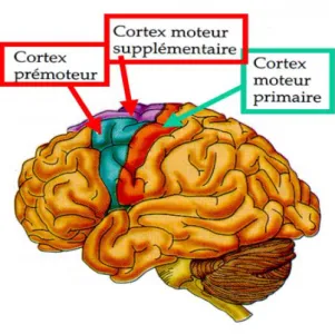 Figure 2 : représentation du cortex moteur 