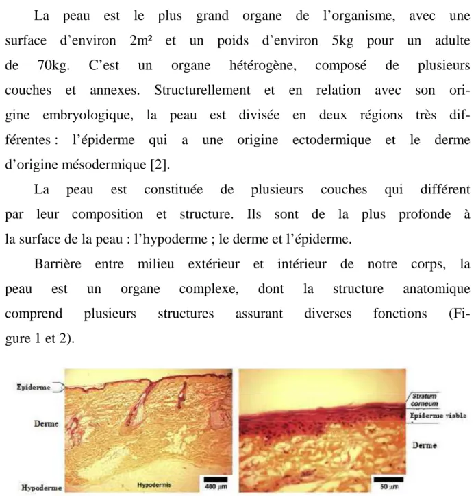 Figure 1 : Image au microscope optique d'une coupe histologique de la  peau. 