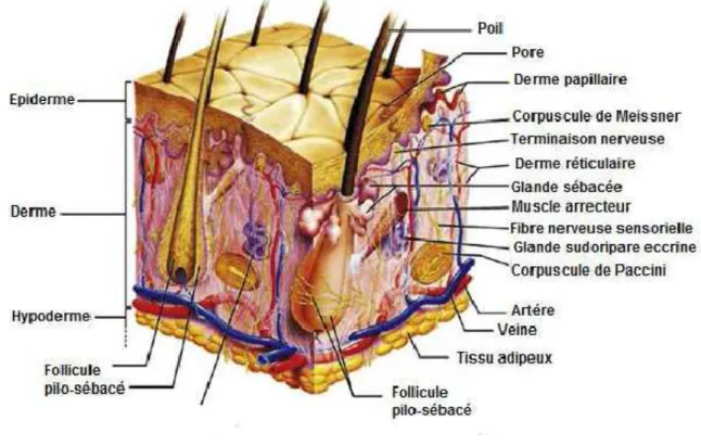 Figure 2 : structure anatomique de la peau [4]. 