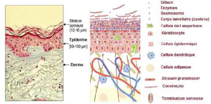 Figure 3 : structure de l’épiderme [6]. 