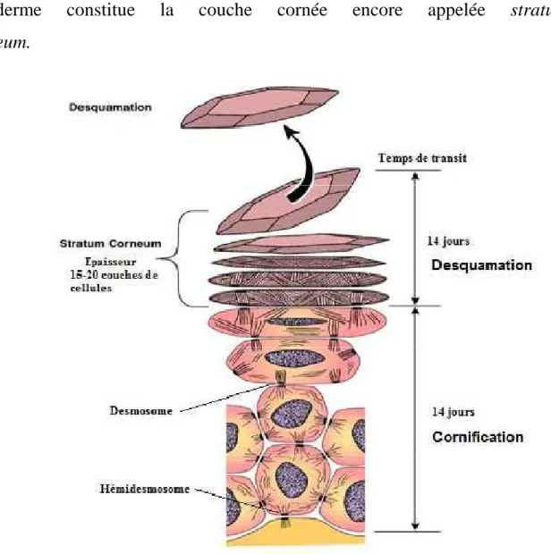 Figure 4 : Schéma de la différenciation épidermique : cornification suivie  de la desquamation