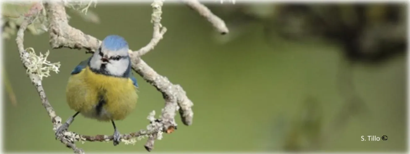 Figure 4 : Mâle de Mésange bleue, baguée, défendant son territoire. Corse 2015 