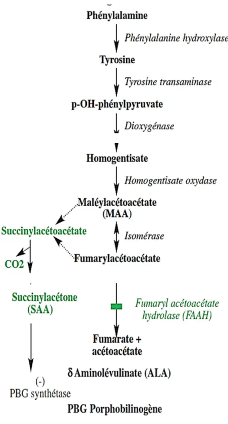 Figure 4:La pathogénèse de la TH1 