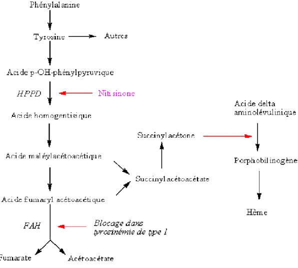 Figure 5: Action de la NTBC sur le métabolisme de la Tyrosine 