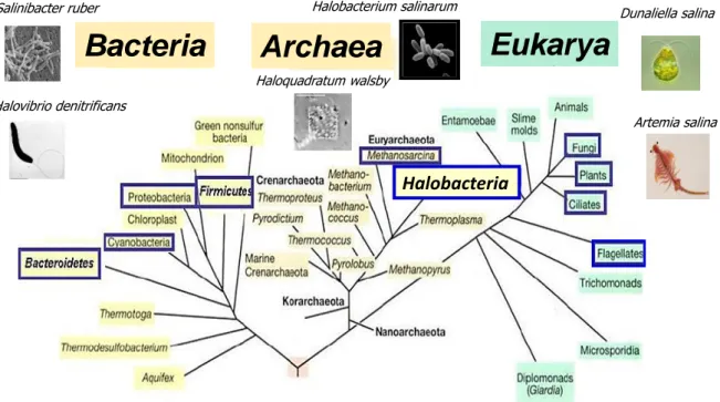 Figure 8. Arbre phylogénétique basé sur les séquences de la petite sous-unité ribosomique  16S et 18S