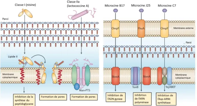 Figure 15. Exemples de mécanisme d'action de bactériocines de bactéries à Gram positif (A)  et de microcines de bactéries à Gram négatif (B)