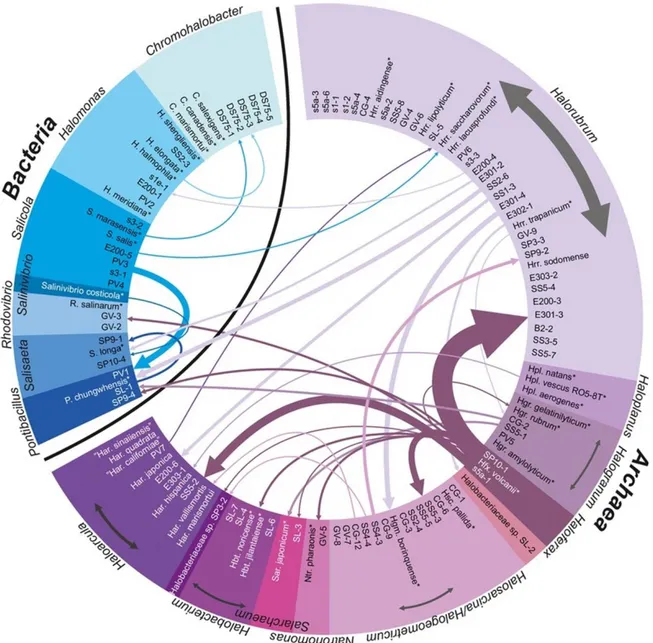 Figure 16. Activité d’halocines entre différents genres d’archées et de bactéries halophiles