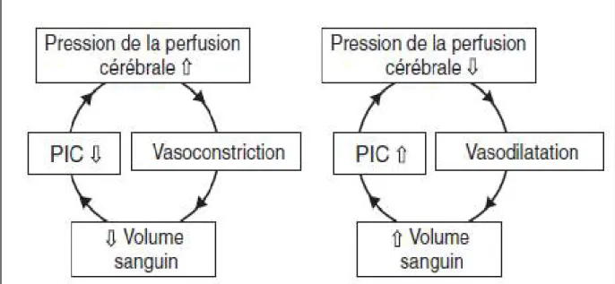 Figure 8 : Représentation schématique des cercles vertueux et vicieux de la théorie de Rosner 