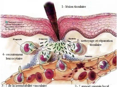 Figure 1 : Les principales étapes de la réaction inflammatoire  (http://www.biologymad.com/Immunology/inflammation.jpg)