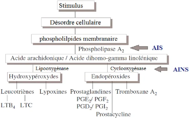 Figure 3 : Cascade arachidonique et site d‟action des anti-inflammatoires (Timbo, 2003)