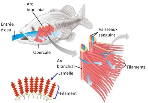 Fig. 10 : Structure anatomique des branchies de poissons 