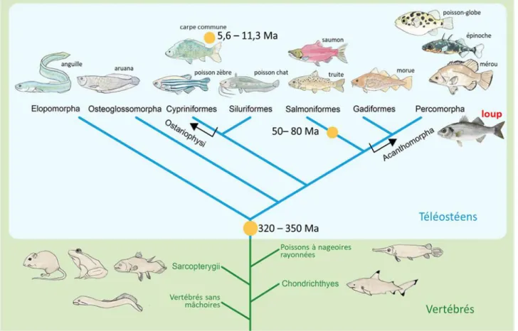 Fig. 2 : Phylogénie simplifié des téléostéens 