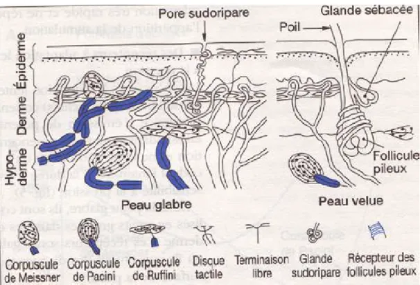 Figure 4 : Répartition des principaux types de récepteurs tactiles dans la peau glabre   et velue [55]
