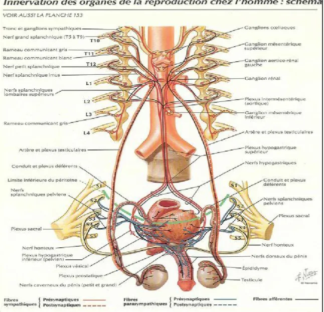 Figure 11 : schéma montrant l’innervation des organes de la reproduction masculin 
