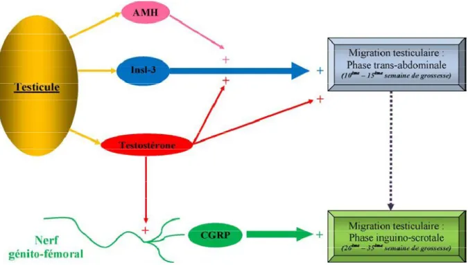 Figure 15 : Contrôle de la migration testiculaire. Insl-3: insulin-like hormone de type 3; AMH: anti mullerienne  hormone; CGRP: calcitonin gene related peptide