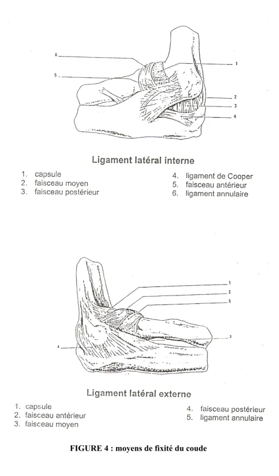 FIGURE 4 : moyens de fixité du coude