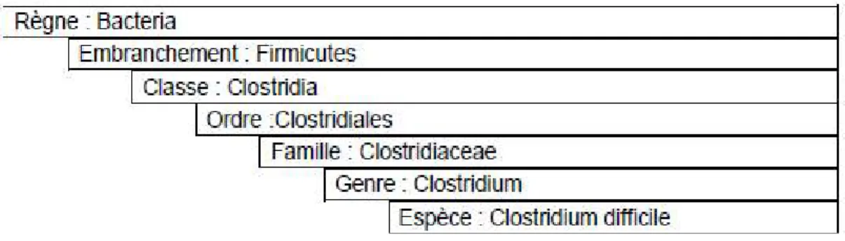 Figure 1: Exemple taxonomie [1] 