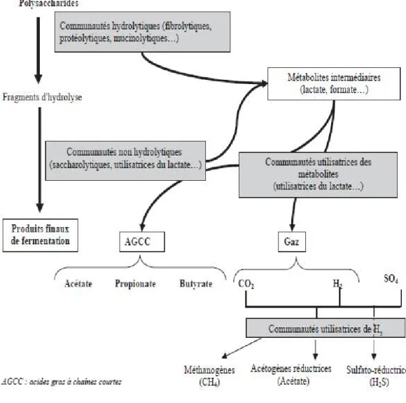 Figure 6: Interactions nutritionnelles au cours de la dégradation des polysaccharides par le  microbiote intestinal humain [16] 