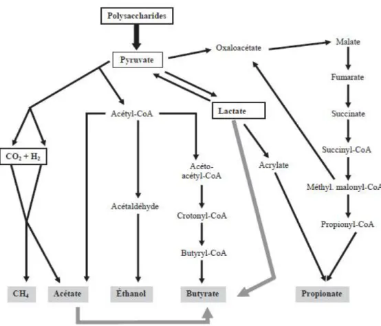 Figure 7: Principales voies métaboliques de la fermentation des polysaccharides par le  microbiote intestinal humain [17] 