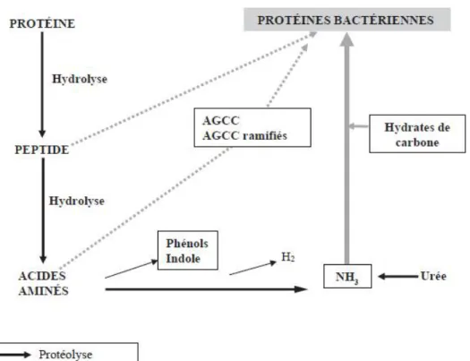 Figure 8: Métabolisme des protéines par le microbiote intestinal humain [17] 