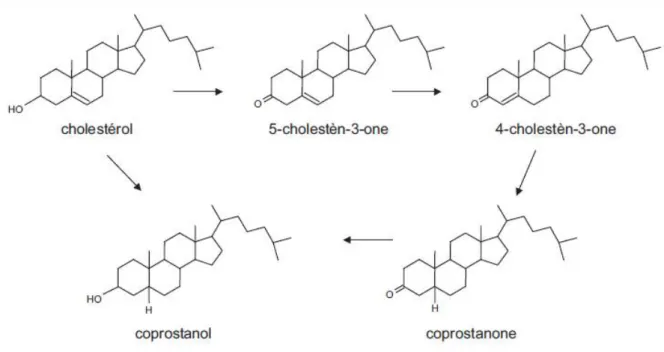 Figure 9: Voies directes et indirectes pour la conversion du cholestérol en coprostanol par le  microbiote intestinal [18] 