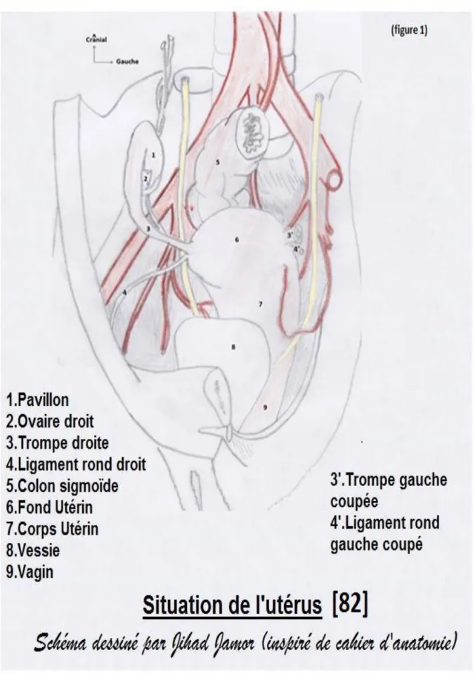 Figure 1 : Situation de l’utérus