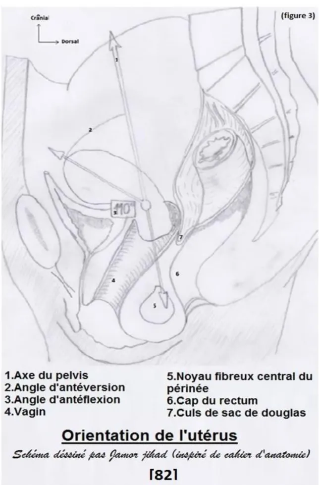 Figure 3 : Orientation de l’utérus 
