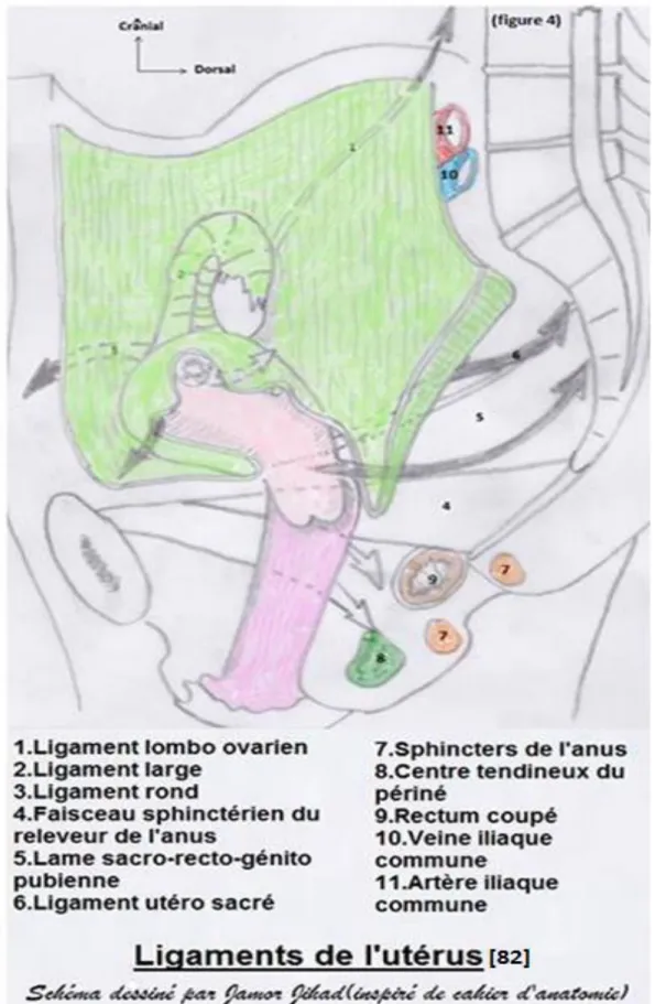Figure 4 : Ligaments de l’utérus 
