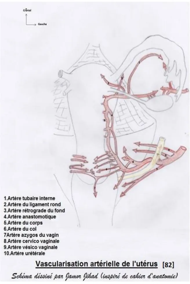 Figure 6 : Vascularisation artérielle de l’utérus  