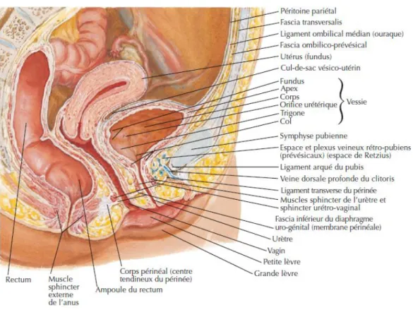 Figure 2 : coupe sagittale medianedu pelvis montrant les rapports anatomique de la vessie 