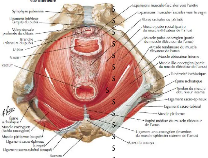 Figure 4 : vue externe montrant les structures musculaires   constituant  le diaphragme pelvien 