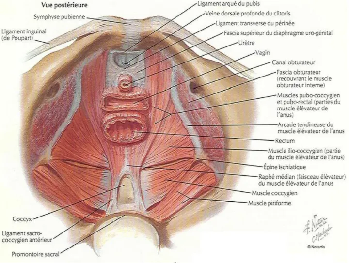 Figure 5 : vue endopelvienne montrant les muscles et les attaches   aponévrotiques constituant le diaphragme pelvien 