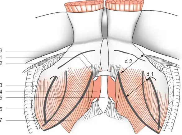 Figure 7 : Schéma de l’arc tendineux du fascia pelvien (ATFP) [15] : 