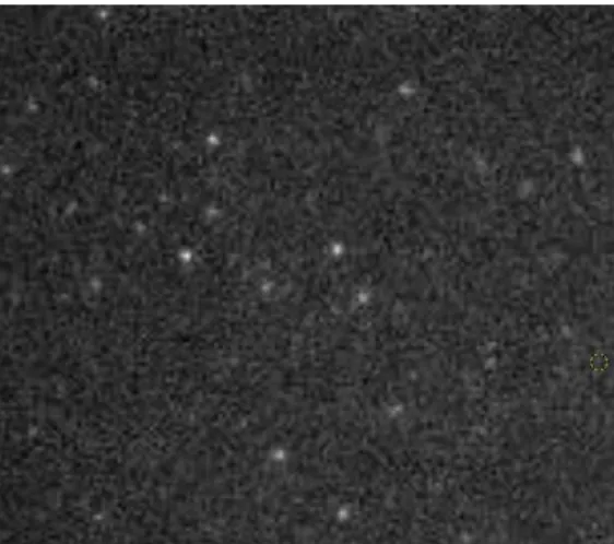 Fig. 1. Première image d’une acquisition d’une expérience de calibration. Les points lumineux sont les protéines couplées avec leurs ﬂuorophores, et vont progressivement s’éteindre au cours du temps.