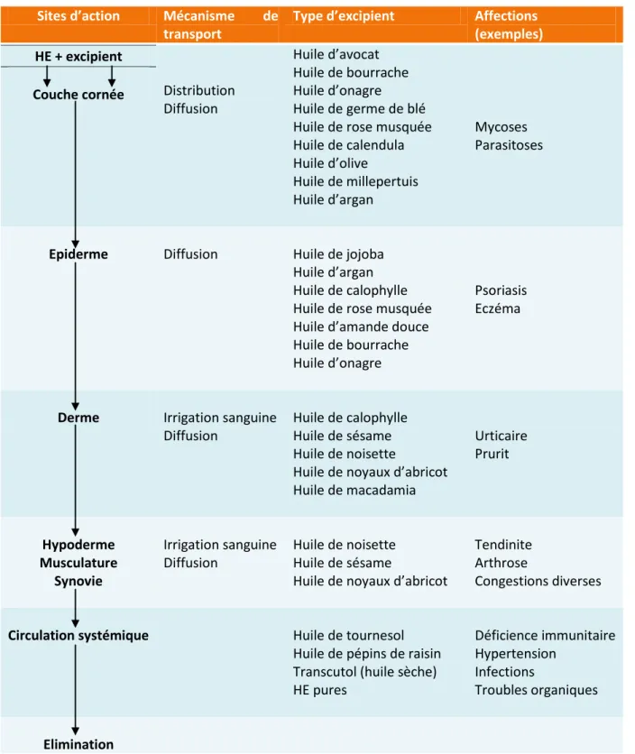 Tableau 4 : Sites d’action possible dans la peau après application cutanée d’HE [5] 