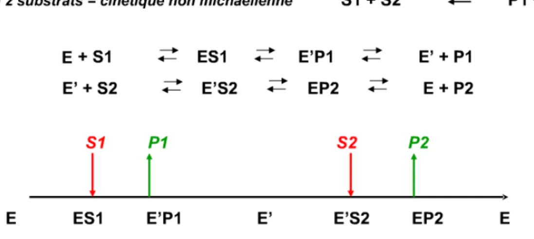 Figure 8 : Schéma réactionnel d’une réaction enzymatique suivant un mécanisme bi-bi ping-pong 