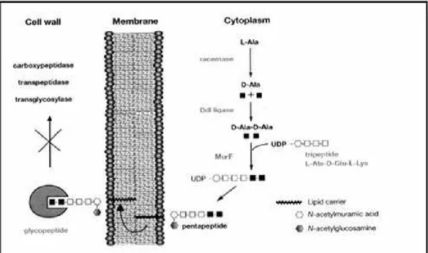 Figure 2: Inhibition de la synthèse de peptidoglycane par la vancomycine au sein de la   bactérie (Courvalin, 2006)