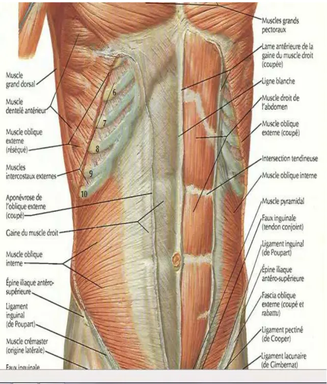 Fig. 2 : Musculature abdominale [1] 